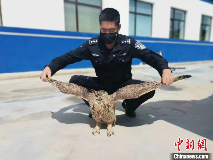青?；ブ衤?lián)手救助國家二級保護野生動物雕鸮