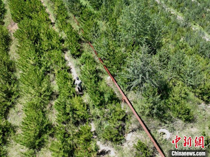 航拍建行青海省分行綠化區(qū)施工隊隊長盧占祥正在巡護綠化區(qū)。　祁增蓓 攝