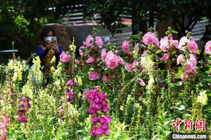 圖為市民在西寧園林植物園內(nèi)賞花拍照?！●R銘言 攝