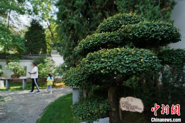 圖為在西寧園林植物園內(nèi)，造型奇特的盆景吸引市民?！●R銘言 攝