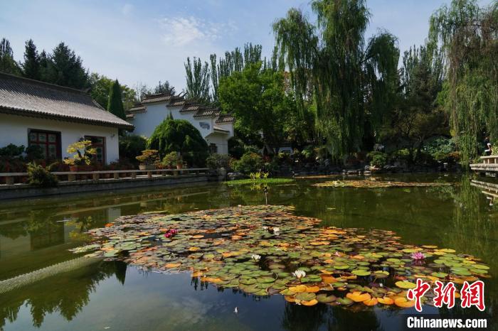 圖為西寧園林植物園秋日風(fēng)景別有韻味?！●R銘言 攝