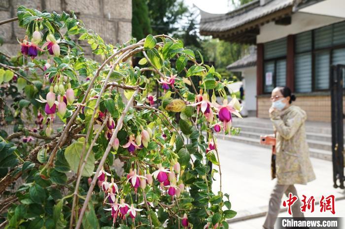 圖為市民在西寧園林植物園內(nèi)觀賞花卉?！●R銘言 攝