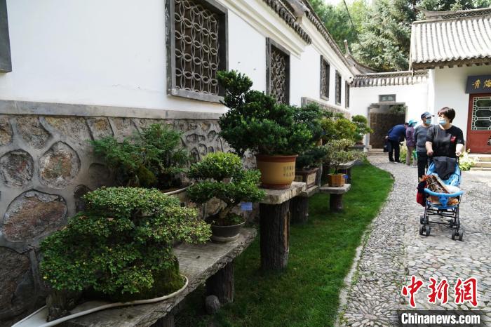 圖為市民在西寧園林植物園內(nèi)觀賞盆景。　馬銘言 攝