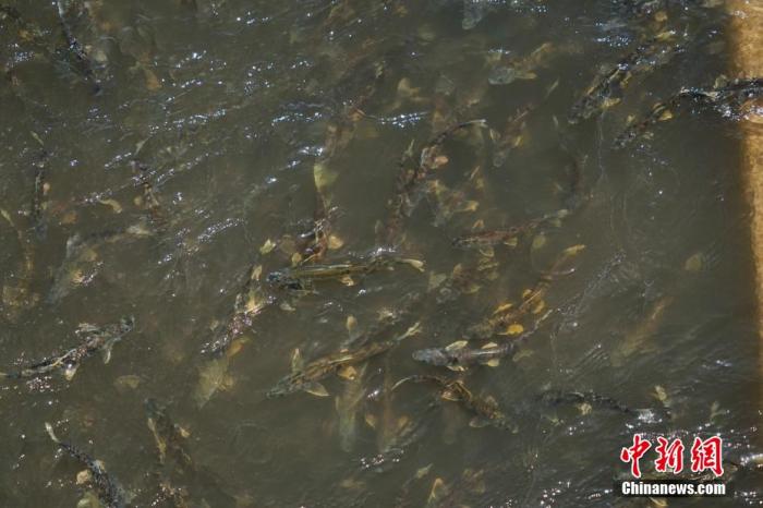 資料圖：圖為今年5月底到8月初，青海湟魚洄游產卵 馬銘言攝