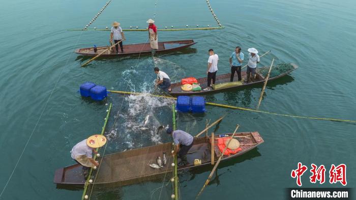捕魚現(xiàn)場?！≈鬓k方供圖