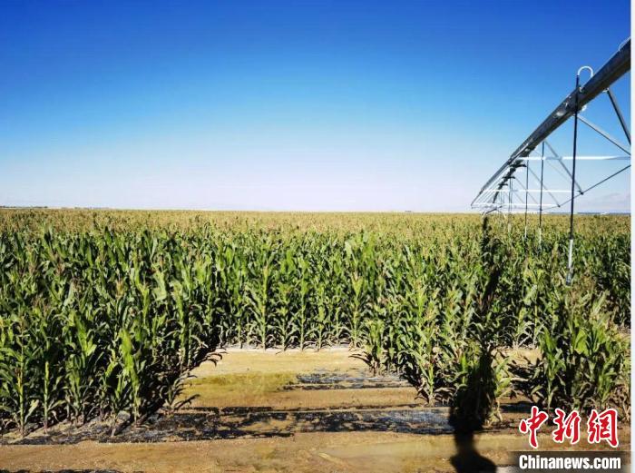 青?！凹Z改飼”項(xiàng)目收儲(chǔ)飼草44萬余噸