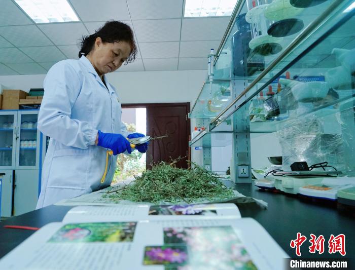 圖為張錦梅在實(shí)驗(yàn)室工作?！●R銘言 攝