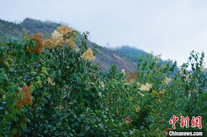 圖為西寧北山上的丁香樹?！●R銘言 攝