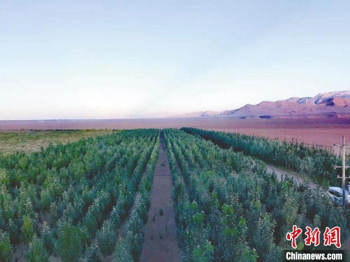圖為格爾木境內(nèi)種植的綠樹。　格爾木融媒體中心供圖