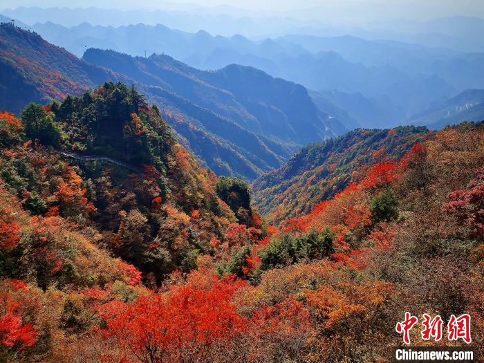 巴山大峽谷漫天紅葉?！埰?攝