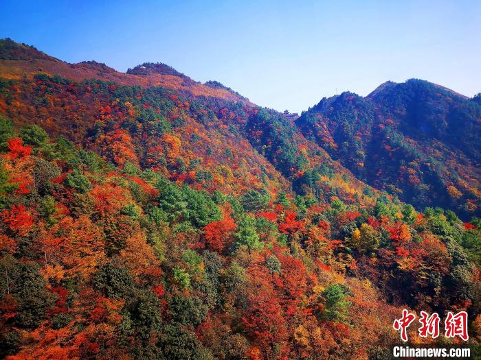 巴山大峽谷漫天紅葉?！埰?攝