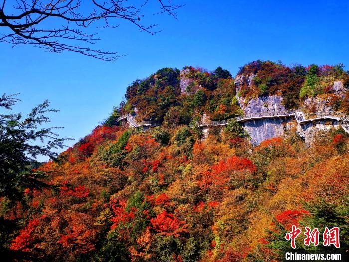 巴山大峽谷漫天紅葉?！埰?攝