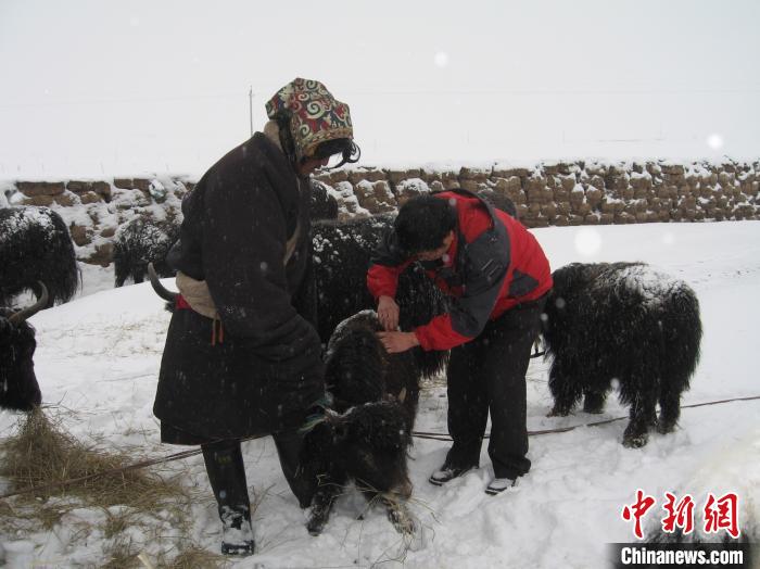 資料圖為研究團(tuán)隊(duì)在達(dá)日縣檢查牛背部皮蠅幼蟲感染情況?！?青海省畜牧獸醫(yī)科學(xué)院供圖