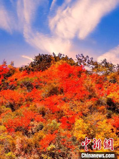 萬源深秋紅葉似火?！≈炱桨?　攝
