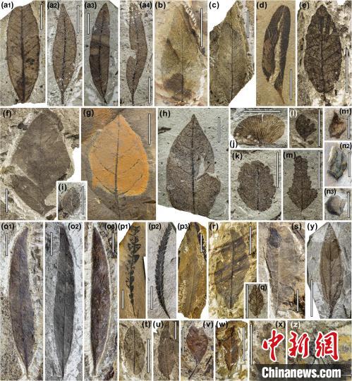 中始新世熱魯化石植物群(4500萬(wàn)–4000萬(wàn)年前)?！≈锌圃呵嗖馗咴?供圖
