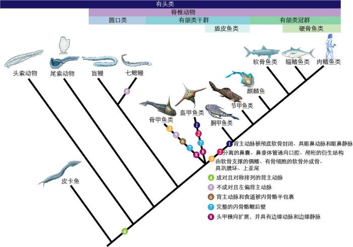 一些關(guān)鍵特征在脊索動物中的演化。　孟馨媛 繪圖 攝