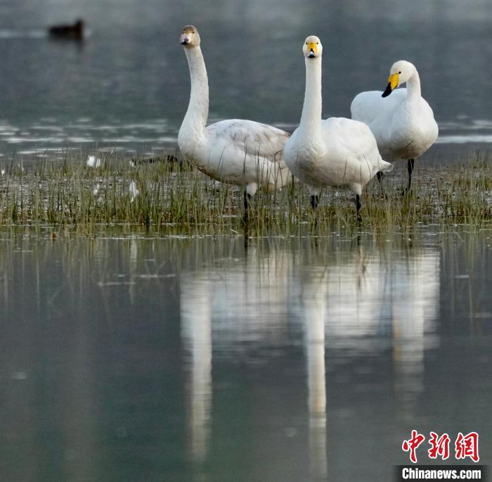 圖為三只大天鵝?！±钣穹?攝