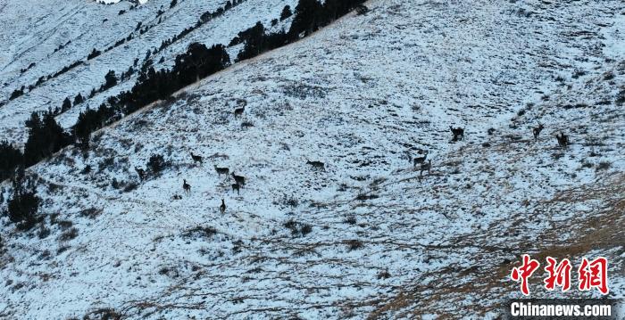 圖為巖羊和馬鹿集體在雪地里休憩?！《继m縣融媒體中心 供圖