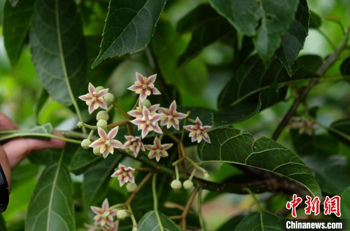 圖為古林箐近地保護(hù)的滇桐首次開(kāi)花?！±顕?guó)云 攝