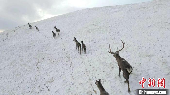 圖為馬鹿群在雪地里行走?！〔湃?攝
