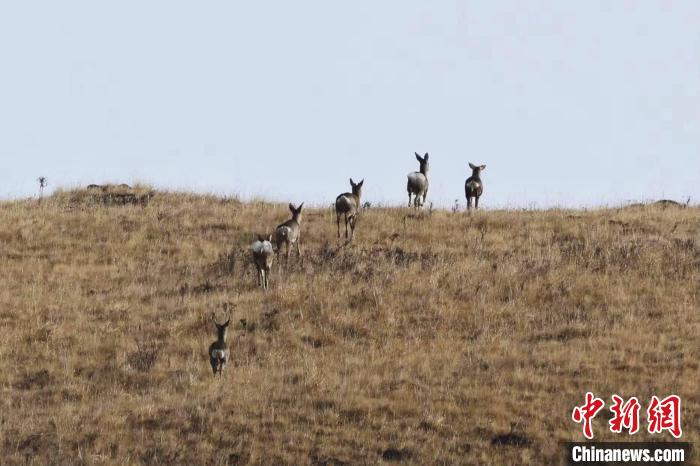 圖為狍鹿在山坡上漫步。　才項南加 攝