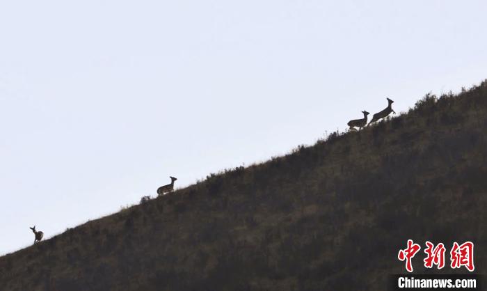 圖為狍鹿在山坡上漫步?！〔彭椖霞?攝