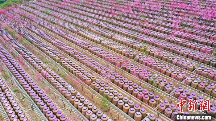 灼灼桃花惹人醉。　劉媛 攝
