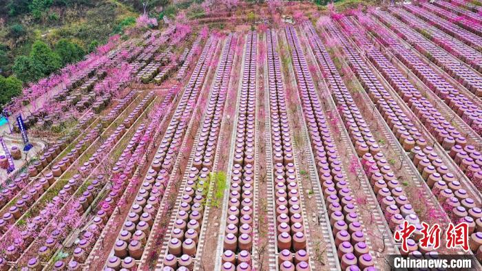 灼灼桃花惹人醉?！㈡?攝
