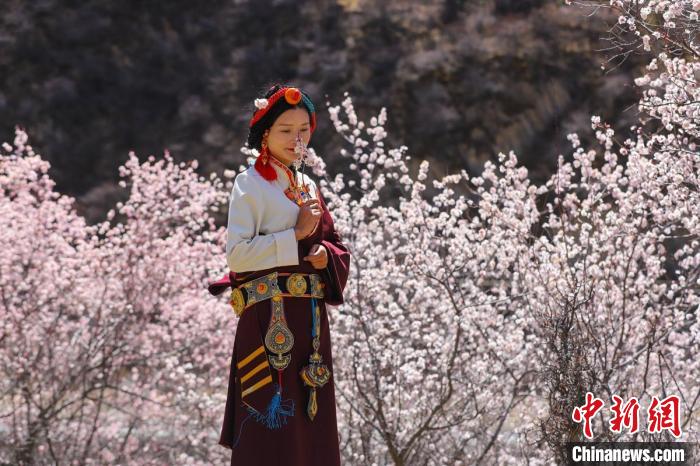 白玉縣河坡鎮(zhèn)桃花林間身穿民族服飾的藏族女孩?！“子袢诿?攝