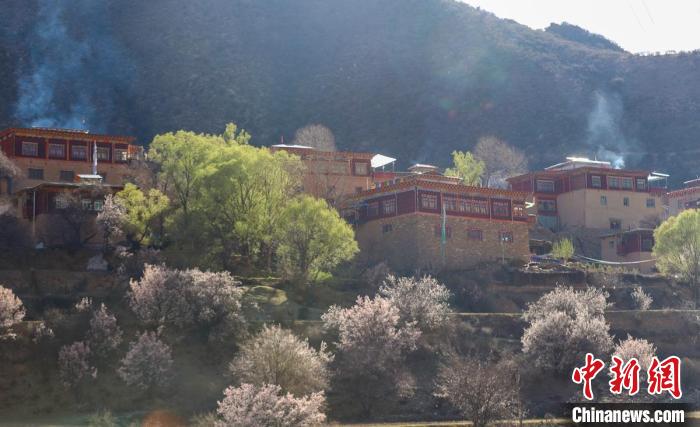 暖陽下白玉縣河坡鎮(zhèn)正在盛開的桃花與藏式民居?！“子袢诿?攝