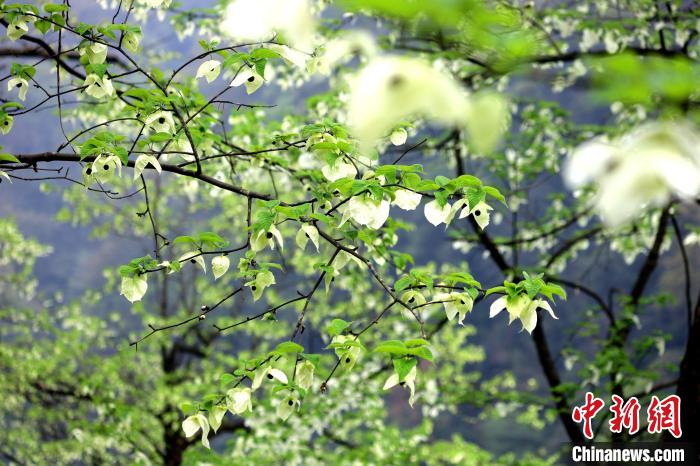 珙桐在春末夏初之際開花，花期較短。　呂楊 攝