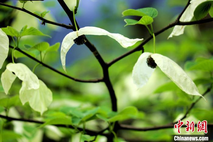 兩片潔白的花瓣隨風搖曳就像飛翔的白鴿?！螚?攝
