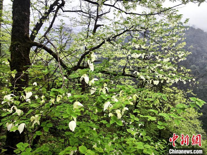 山谷兩側(cè)高大繁茂的珙桐樹。　呂楊 攝