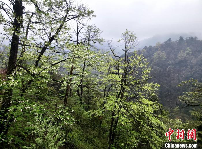 珙桐花朵潔白素雅，與青山雨霧融為一體。　呂楊 攝