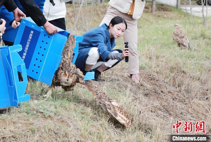 圖為西寧野生動(dòng)物園救護(hù)的雕鸮在西寧市放歸大自然。　馬銘言 攝