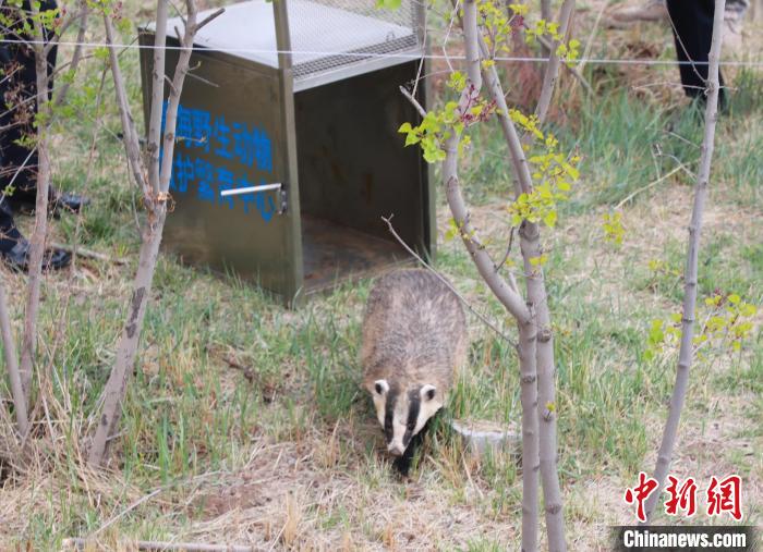 圖為西寧野生動(dòng)物園救護(hù)的狗獾在西寧市放歸大自然?！●R銘言 攝