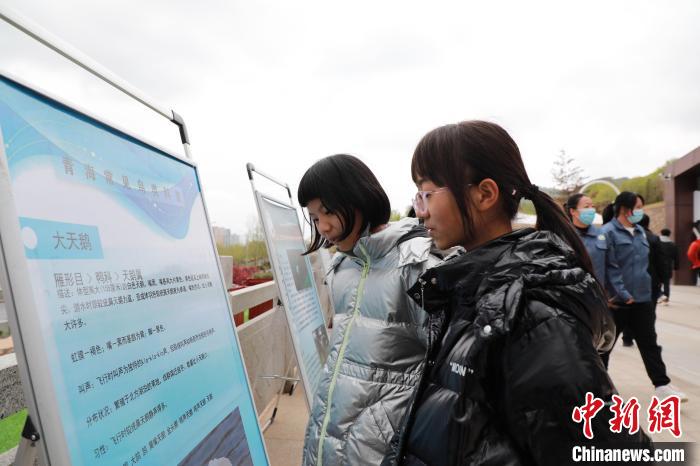 圖為學(xué)生通過展板了解青海常見鳥類?！●R銘言 攝