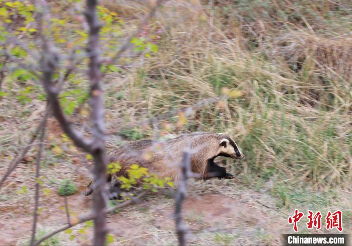 圖為西寧野生動(dòng)物園救護(hù)的狗獾在西寧市放歸大自然?！●R銘言 攝