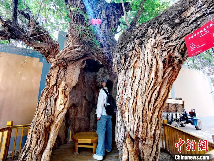 青海海東市阿河灘地質(zhì)文化村：古樹新枝、丹山碧水
