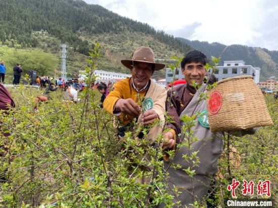圖為當(dāng)?shù)剞r(nóng)牧民進(jìn)行藏雪茶采摘比賽?！⊥鮿x 攝