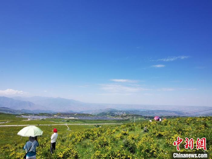 2020年07月07日拍攝于臨夏州積石山縣境內(nèi)，生態(tài)環(huán)境逐漸恢復(fù)，小黃花開遍山間。(資料圖) 殷春永 攝
