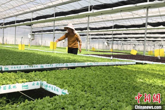 圖為會澤現(xiàn)代化農業(yè)產業(yè)扶貧基地內，貧困戶成為了產業(yè)工人?！】姵?攝