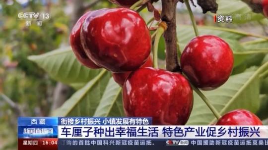 種蘑菇、養(yǎng)駱駝...。。特色產(chǎn)業(yè)助力鄉(xiāng)村振興走新路