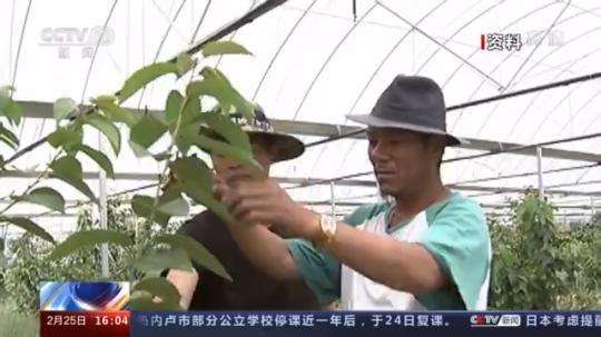 種蘑菇、養(yǎng)駱駝...。。特色產(chǎn)業(yè)助力鄉(xiāng)村振興走新路