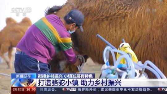種蘑菇、養(yǎng)駱駝...。。特色產(chǎn)業(yè)助力鄉(xiāng)村振興走新路