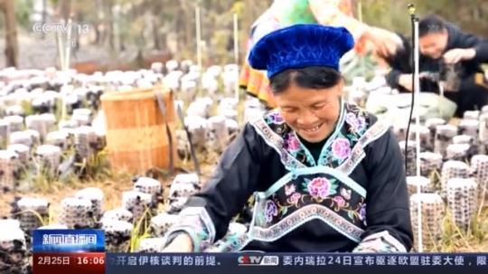 種蘑菇、養(yǎng)駱駝...。。特色產(chǎn)業(yè)助力鄉(xiāng)村振興走新路