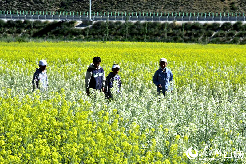 小孩在油菜花田嬉戲。人民網(wǎng) 李海霞攝