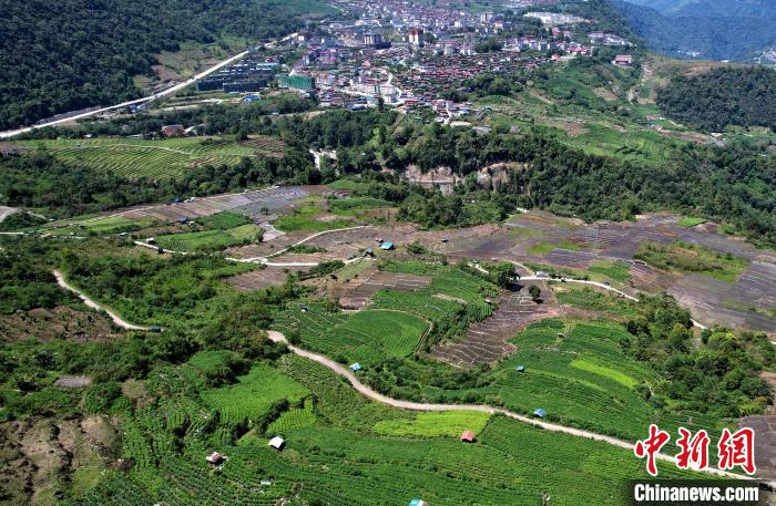圖為西藏林芝市墨脫縣城附近的茶田。(無人機(jī)照片) 李林 攝