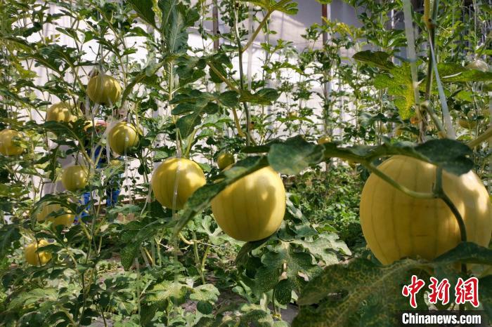 圖為康馬縣大棚內(nèi)的金太陽西瓜?！⒔ㄜ?攝