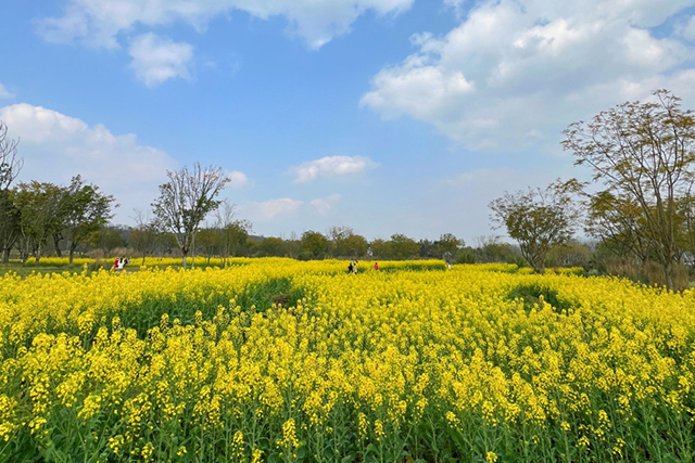 每到油菜花季，就有市民相約到重慶廣陽島上踏青賞花。鄒樂攝